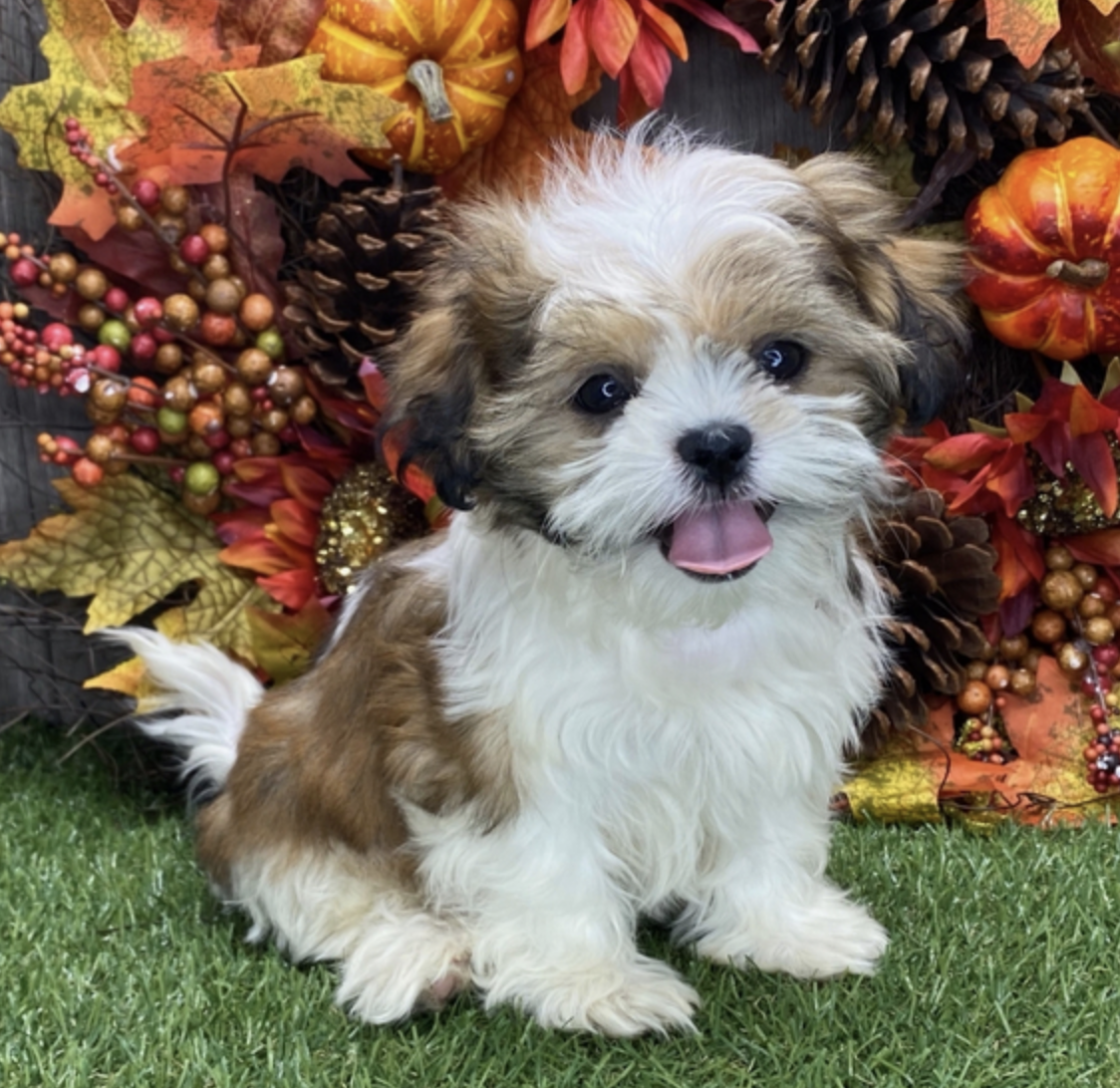 comprar cachorros sanos, baratos y asequibles para la venta